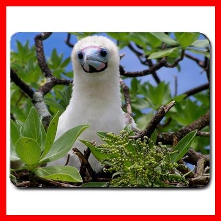 Palmyra Baby Boobie Animal Mouse Pad MousePad Mat 155