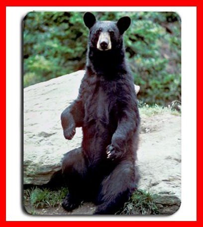 Black Bear Wild Animal Hobby Mouse Pad MousePad Mat 192