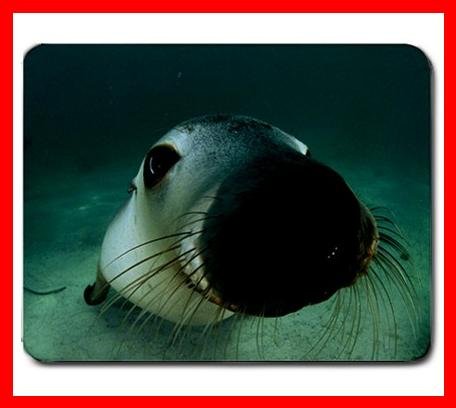 Australian Sea Lion off Adelaide Mouse Mouse Pad MousePad Mat 202