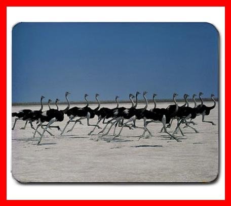 Ostrich Ostriches Bird Animal Mouse Pad MousePad Mat 224