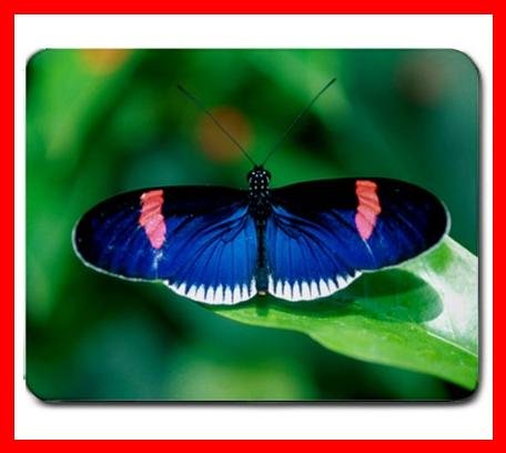 Blue Rare Butterfly Fly Insect Mouse Pad MousePad Mat 230