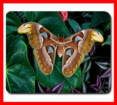 Rare Butterfly Hobby Fly Insect Mouse Pad MousePad Mat 231