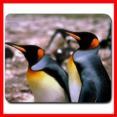 King Penguins Bird Hobby Mouse Pad MousePad Mat 248