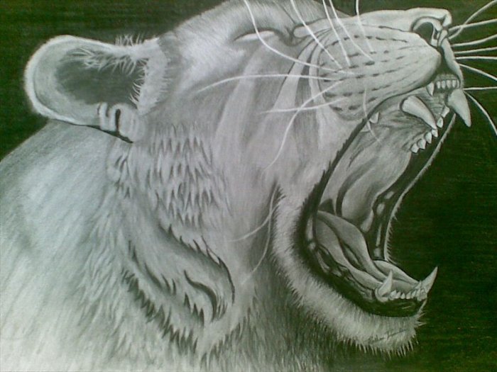 Lioness