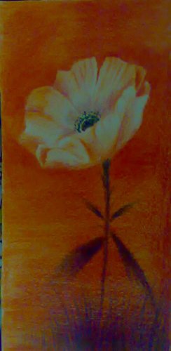 Orange Flower