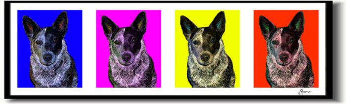 Original Pop Art Australian Cattle Dog Huge Panoramic Print