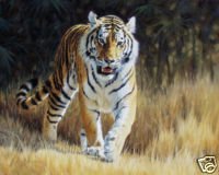 Tiger Royale Oil Painting on Canvas (22232267673)