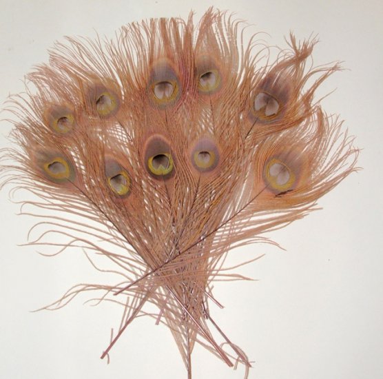 10 Peacock Feathers w Eyes Dyed DUSTY ROSE 10-15" L