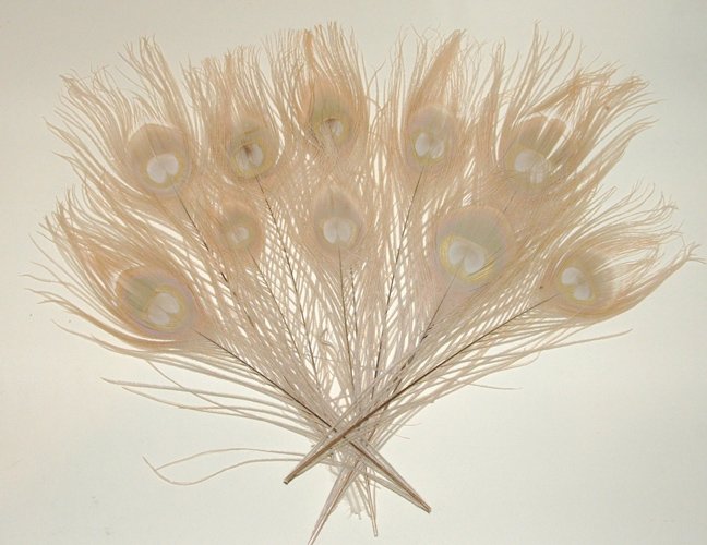 10 Peacock Feathers w Eyes Dyed Eggshell 10-15" L