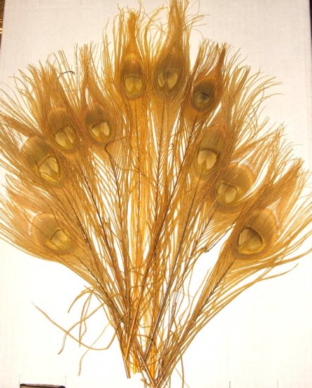 10 Peacock Feathers w Eyes Dyed Gold 10-15" L