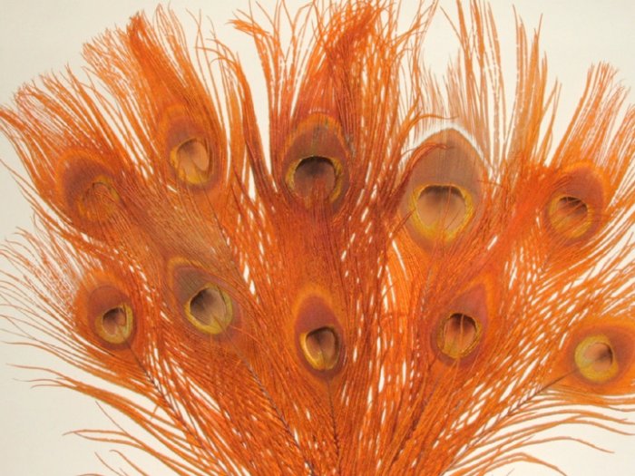 10 Peacock Feathers w Eyes Dyed Orange 10-15" L