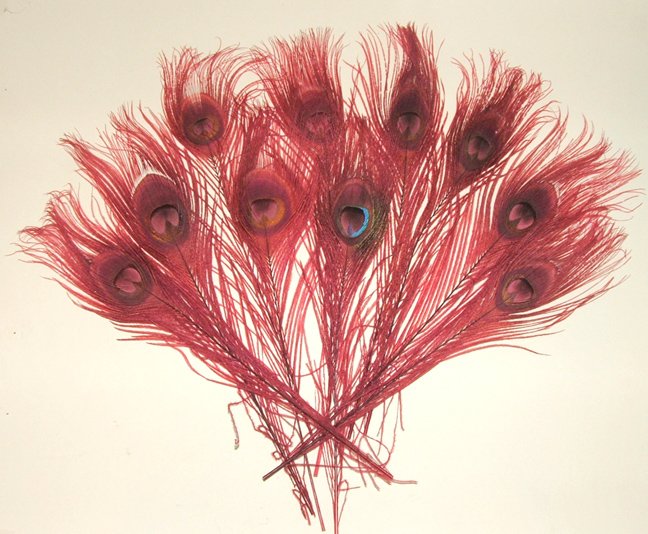 10 Peacock Feathers w Eyes Dyed Red 10-15" L