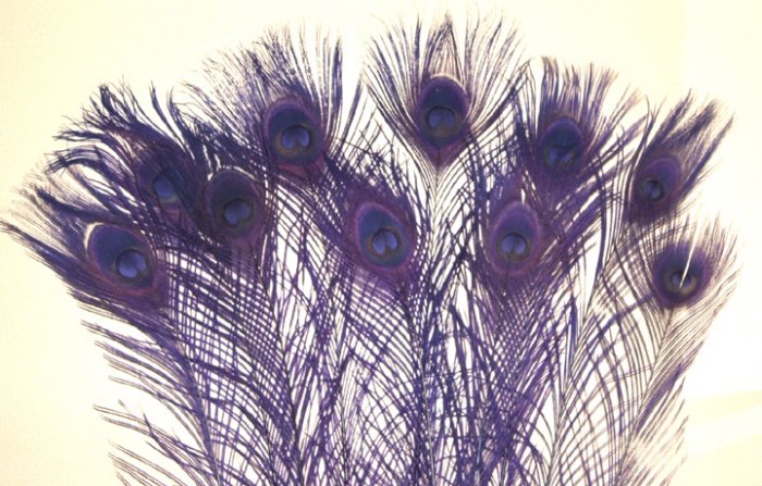 10 Peacock Feathers w Eyes Dyed Regal Purple 10-15" L