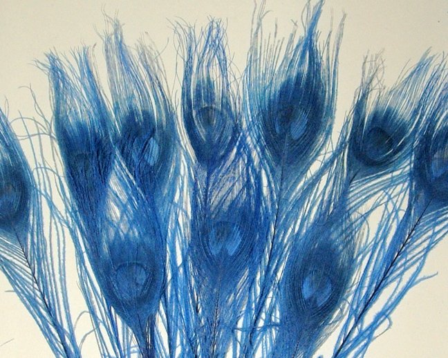 10 Peacock Feathers w Eyes Dyed Royal Blue 10-15" L