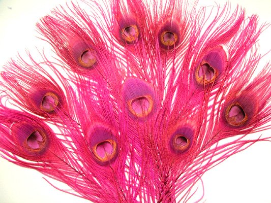 10 Peacock Feathers w Eyes Dyed Hot pink 10-15" L
