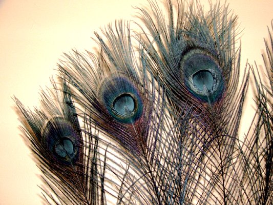10 Peacock Feathers w Eyes Dyed Black 10-15" L