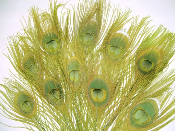 100 Peacock Eye Feathers CELEDON GREEN 10-15" L bleached & dyed