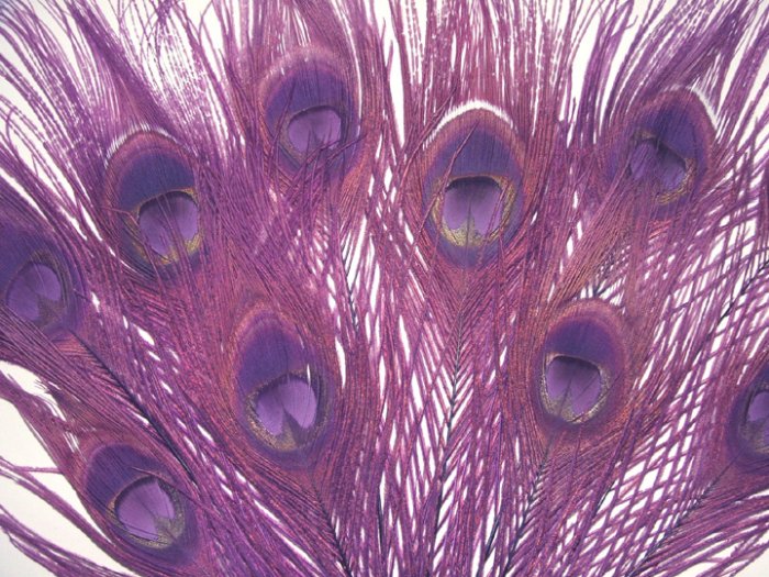 100 Peacock Feathers w Eyes Dyed Plum Purple10-15" L