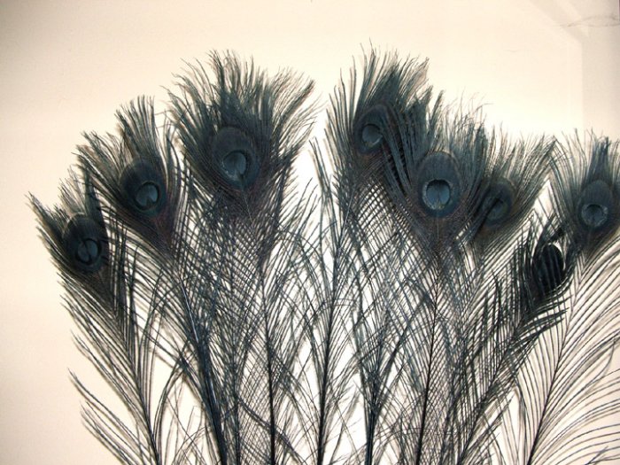 100 Peacock Eye Feathers BLACK 10-15" L bleached & dyed