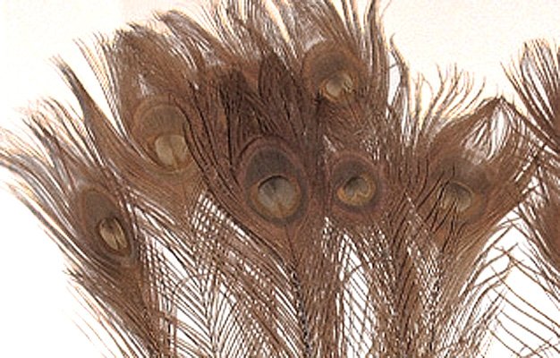 100 Peacock EYE Feathers BROWN 10-15" L bleached & dyed