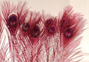 100 Peacock Eye Feathers Burgundy 10-15" L Bleached & dyed