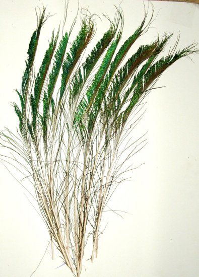 50 Peacock Sword Feathers Right Natural Iridescent 20-25" L