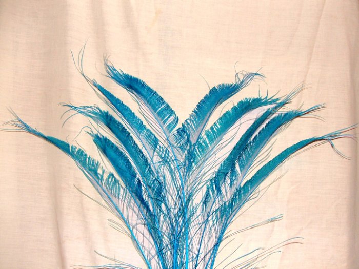 50 Peacock Sword Feathers Bleached & Dyed TURQUOISE BLUE 20-25" L