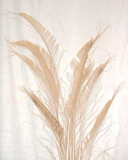 50 Peacock Sword Feathers Bleached & Dyed EGGSHELL 20-25" L