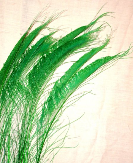50 Peacock Sword Feathers Bleached & Dyed KELLY GREEN 20-25" L