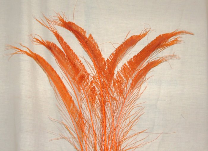 50 Peacock Sword Feathers Bleached & Dyed ORANGE 20-25" L