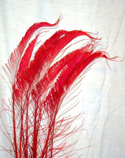 50 Peacock Sword Feathers Bleached & Dyed RED 20-25" L