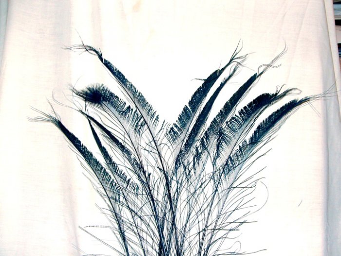 50 Peacock Sword Feathers Bleached & Dyed BLACK 20-25" L