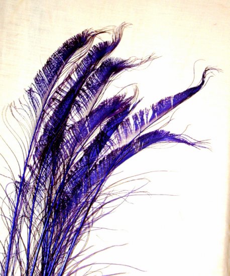 50 Peacock Sword Feathers Bleached & dyed REGAL PURPLE 20-25" L