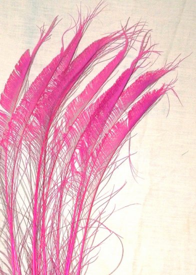 50 Peacock Sword Feathers Bleached & Dyed HOT PINK 20-25" L