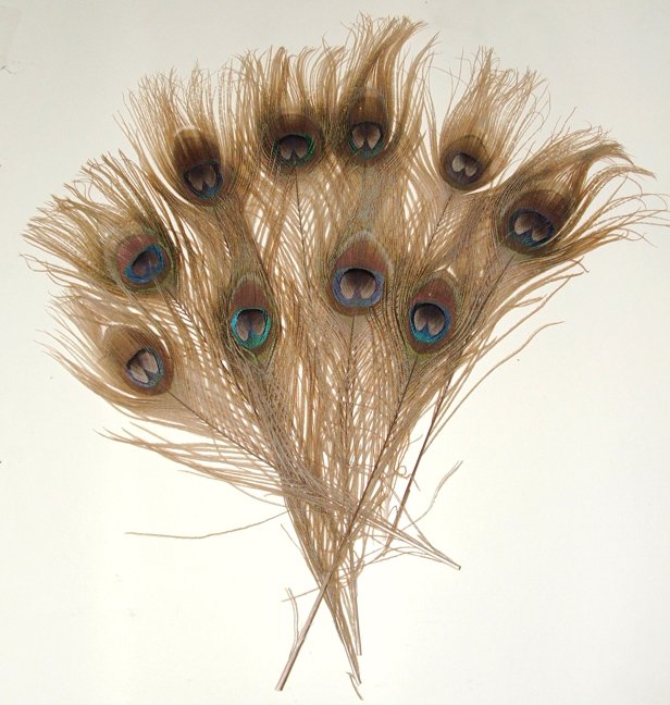 10 Peacock Feathers w Eyes Bleached & Dyed GOLDEN BROWN 10-15" L