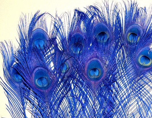 100 Peacock Eye Feathers ROYAL BLUE 10-15" L bleached & dyed