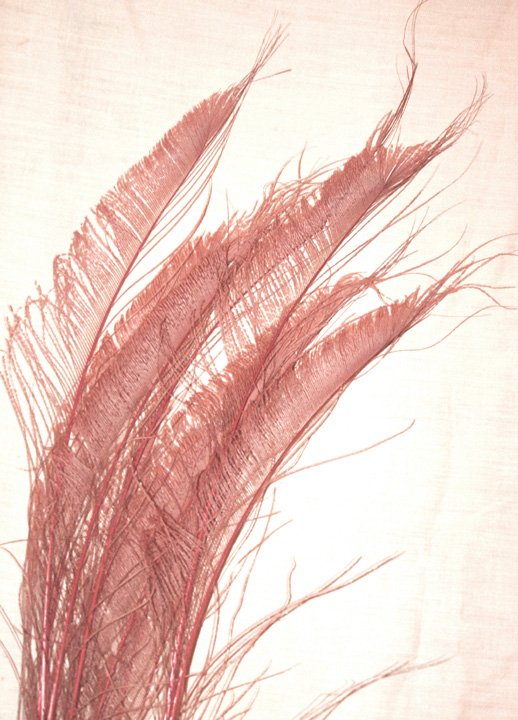 50 Peacock Sword Feathers Bleached & Dyed DUSTY ROSE 20-25" L