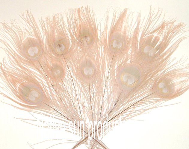 100 Peacock Eye Feathers EGGSHELL 10-15" L bleached & dyed