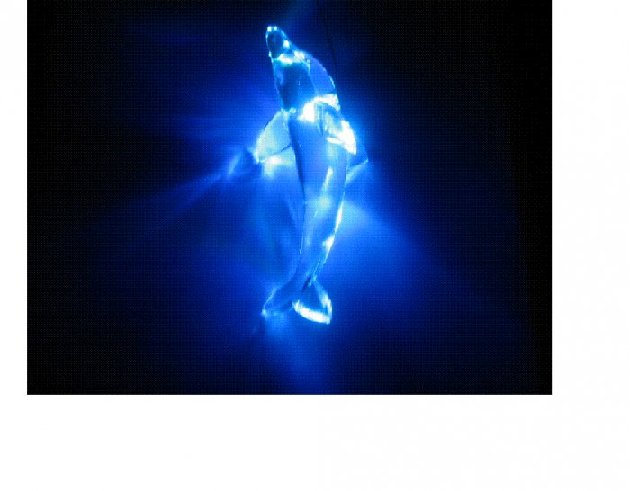 The dolphin