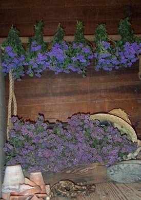 Dried Flowers-Ageratum