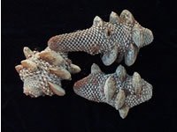 Dried Flowers-Almond Pod