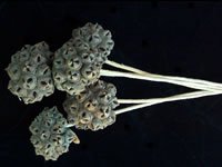 Dried Flowers-Alta Fruit - - Drum Stick Pod