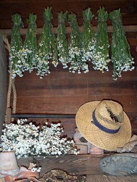 Dried Flowers-Ammobium - Winged Everlasting