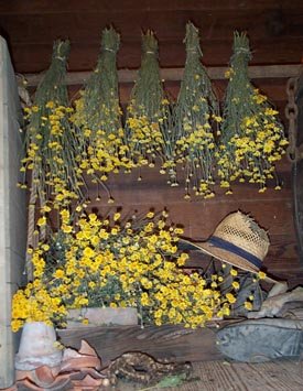 Dried Flowers-Anthemis - Marguerite Daisy