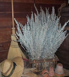 Dried Flowers-Artemisia - Silver King-Artemisia albula