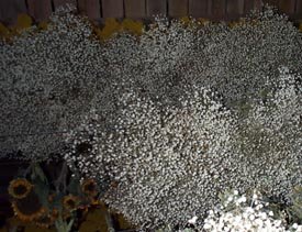 Dried Flowers-Baby's Breath - air - Double - Gypsophilia