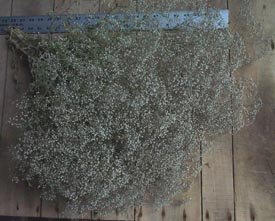 Dried Flowers-Baby's Breath - air - Single - Gypsophilia