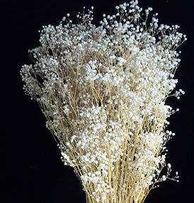 Dried Flowers-Baby's Breath - preserved - Double - Gypsophilia