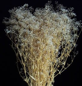 Dried Flowers-Baby's Breath - preserved Single - Gypsophilia