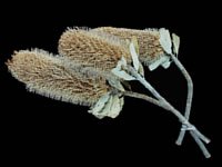 Dried Flowers-Banksia - - Protea
